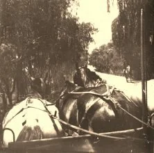 EH01B - Voiture à 3 chevaux dans une allée d'eucalyptus, ce type d'arbre, importé d'Australie était très courant là-bas dans ce climat chaud et assez sec