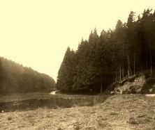 EH03D - Forêt vosgienne près de Saales