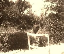 V0409 - la corneille, sept 1915
