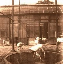 V1189 - Les flamands roses