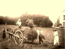 V0563 - Fenaison à Vierville, août 1922