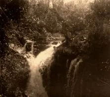 V0714 - Iguazù, sous-bois