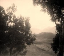 V0833 - Teneriffe, forêt de Mercedes