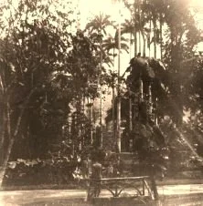 V1015 - Rio de Janeiro, jardin botanique