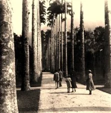 V1016 - Rio de Janeiro, jardin botanique, de g à d: Michel, François, Yves, Simone, Clémentine