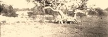 V1061 - Riachuelo, un "ceibo", 3/1937