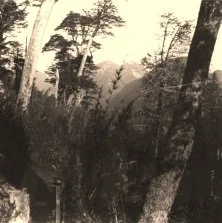 V1144 - Lago Hahuel Huapi, Forêt de Coihnes - 8 avril 39