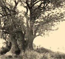 JH07C - Paranà, un ombù, Jean-Paul et Jean-Louis, 1936