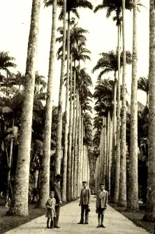 Allée de palmiers au jardin botanique de Rio