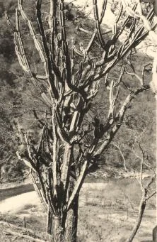 Cadillal, sept 38, rio Sali