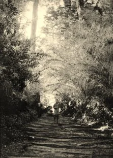 Los Canteros, dans le sous bois de coliguès (sortes de grands hêtres d'Amérique du sud), 6 avril 39
