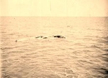 V0009 - Un cadavre de baleine est rencontré sur la route, 30 mai 1907