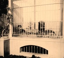 V0060 - La cage aux lions