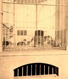 V0061 - La cage aux tigres