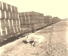V0073 - 8/9/1907 - El Riachuelo, wagonnage