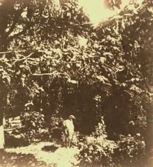 V0124 - Le nandou