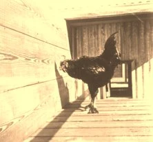 V0132 - Un coq