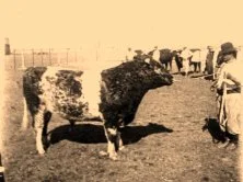 V0139 - Taureaux