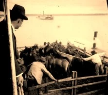 V0162 - 24 mai 1909, Posadas, embarquement de mules