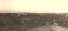 V0361 - Mansourah, ruines des remparts