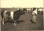 El "campeon", le taureau champion