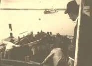 embarquement de mules sur la balsa "Ibera",