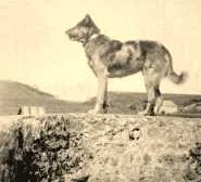 "Diabolo", le chien de maman,