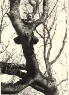Yves dans un arbre