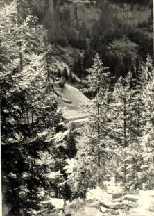 Forêt dans la Jungfrau