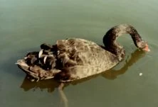 (détails)