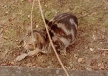 (détails)