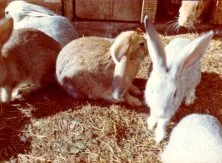 (détails)