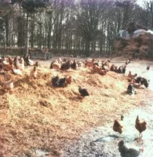 La ferme de Saint Avertin avec les poules sur le tas de fumier