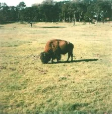 un bison dans un parc de "Frisco"