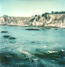 les phoques sur la côte du Pacifique