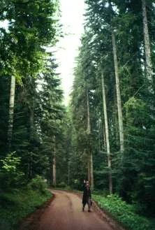 la grande forêt