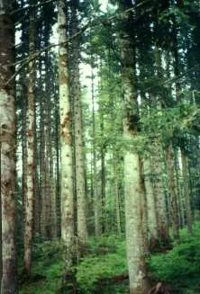 la grande forêt